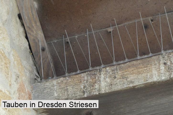 Tauben in Dresden Striesen